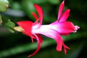 Цветок Декабрист — приметы о смерти, тайных врагах и мире в доме