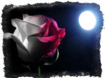 Ритуал на привлечение любви с розой