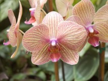 можно ли держать дома орхидеи приметы