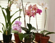 можно ли держать дома орхидеи приметы