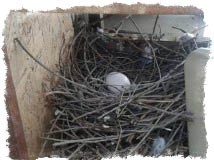 Примета: голуби свили гнездо на балконе