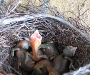 Примета: голуби свили гнездо на балконе
