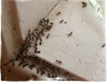 муравьи в доме примета