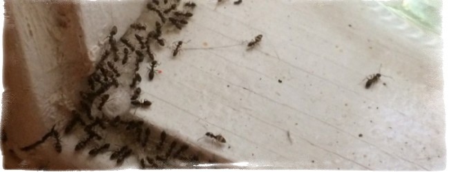 муравьи в доме примета