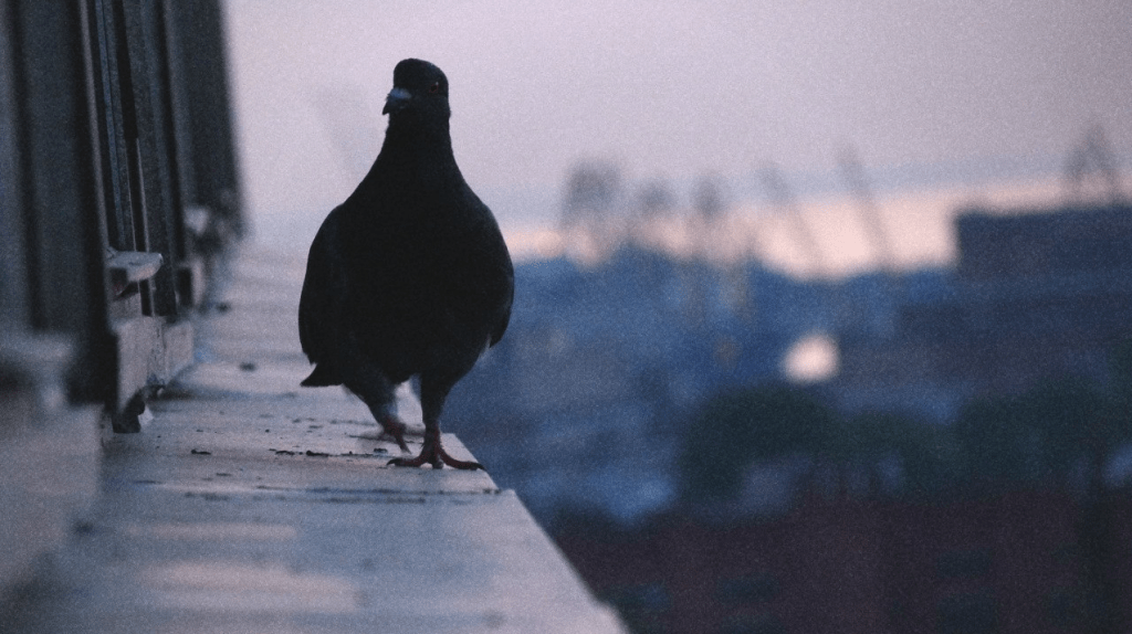 Одинокий голубь на карнизе за окном в каком году