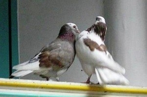 Примета: два голубя сели на подоконник