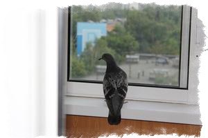 Птица залетела на балкон примета