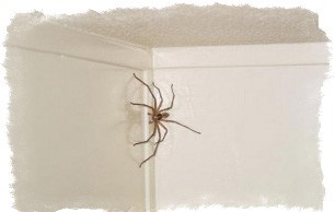приметы паук в ванной