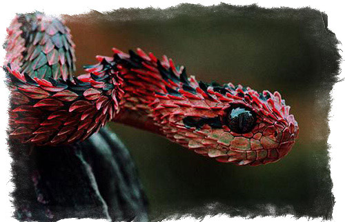 змей василиск