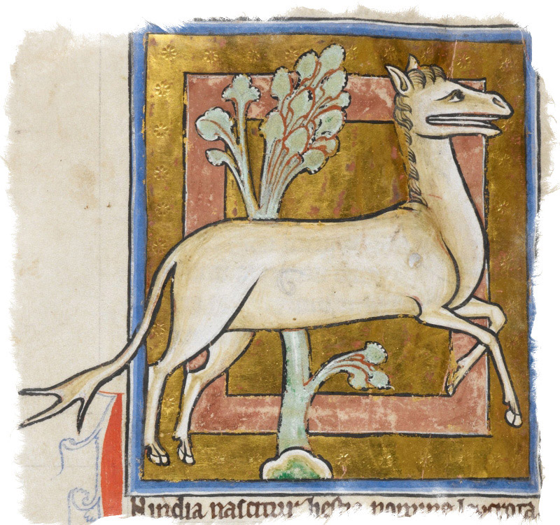 Левкрота — легендарное существо из средневековых бестиариев