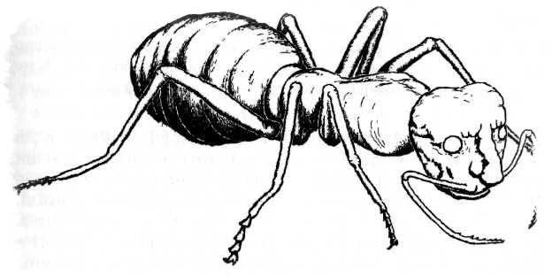 Мурианы — муравьи-оборотни и забытые божества