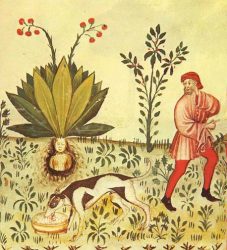 Средневековая иллюстрация добычи мандрагоры