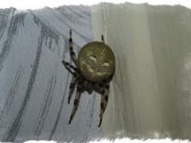 примета паук в доме